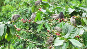 SAMUEL: It’s time we make a push to buy only bird friendly coffee